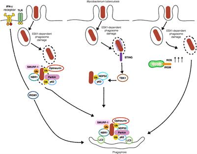 Autophagy and Its Interaction With Intracellular Bacterial Pathogens